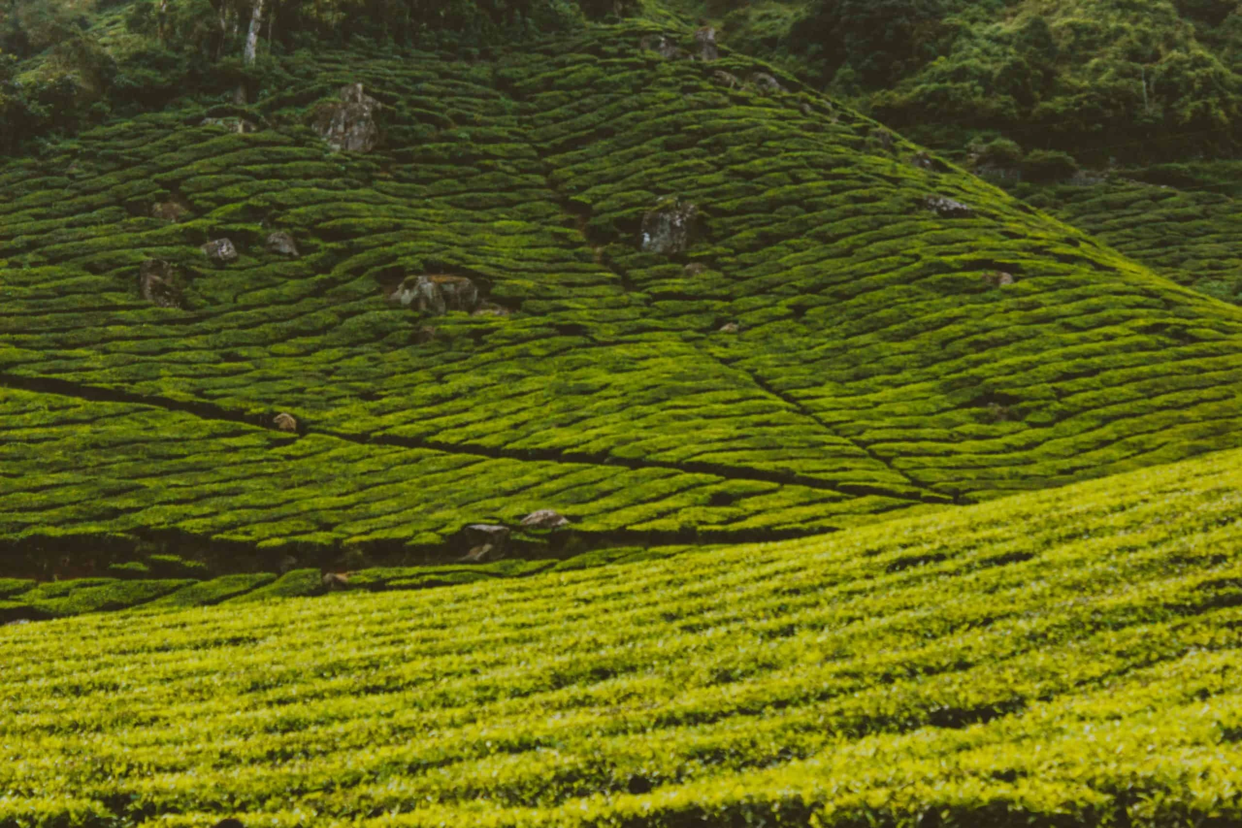 Ooty Tour trip poster