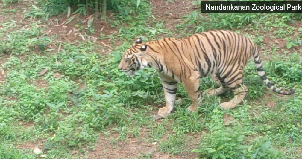  Eastern Divine Connection trip poster