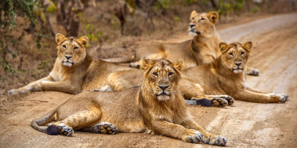 SAURASHTRA DARSHAN trip poster