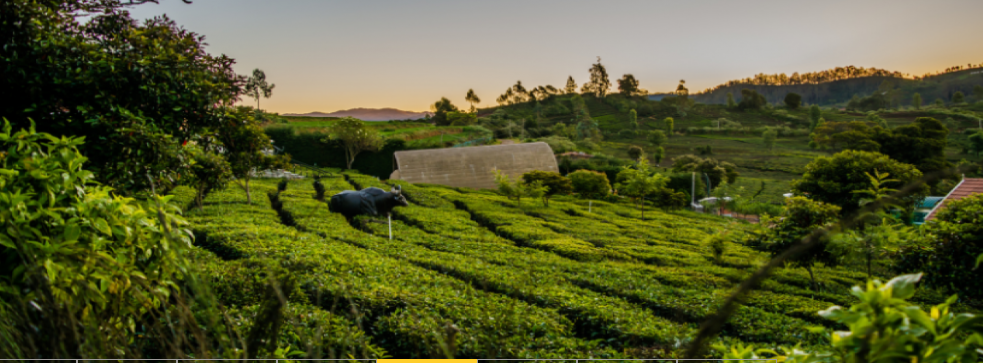 Coorg Wayanad 5 N/6D trip poster