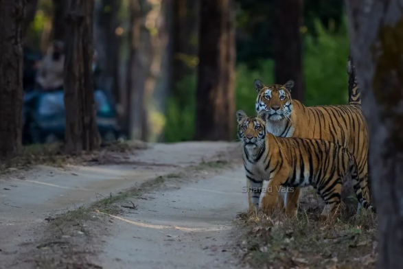 Kanha with Bandhavgharh trip poster