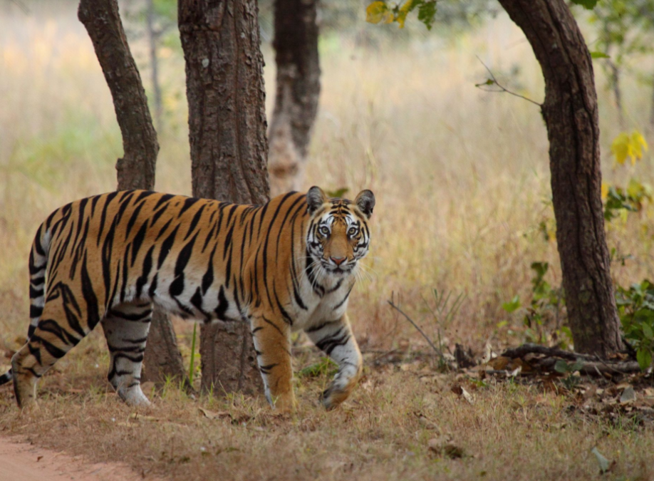 Tiger Safari India trip poster
