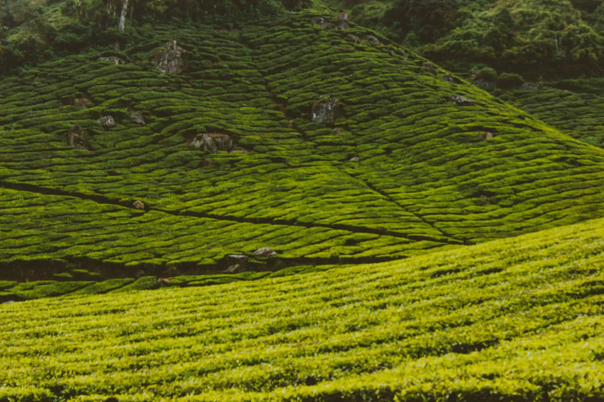 Ooty Honeymoon trip poster