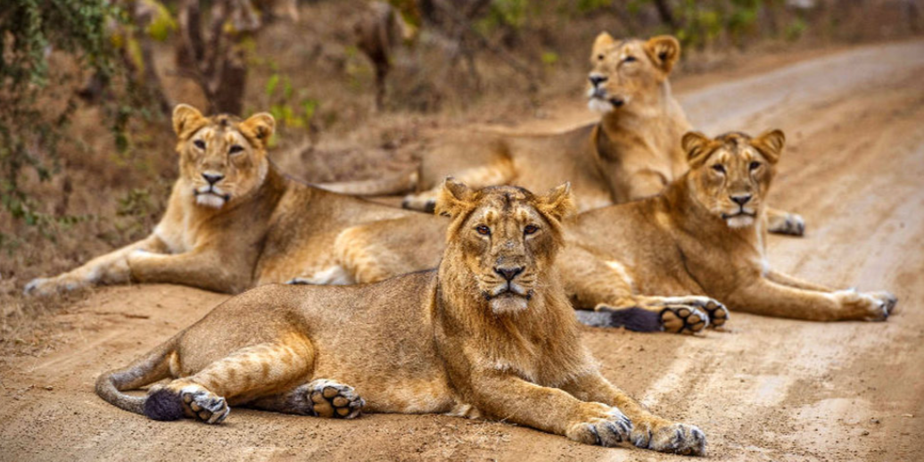 Sasan Gir National Park trip poster